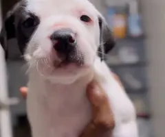2 boy and 4 girl American bully puppies for sale