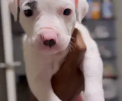 2 boy and 4 girl American bully puppies for sale