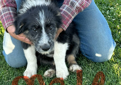 10 weeks old Border Aussie Mix puppies