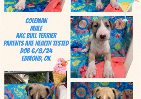 AKC Bull Terrier puppies for sale