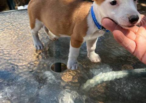 Male corgi/German shepherd puppies available