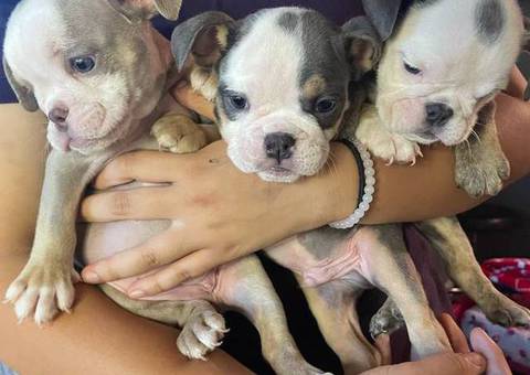 2 male and 3 female English bulldog puppies