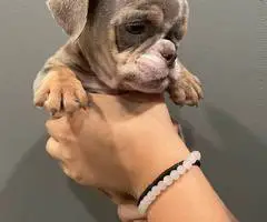 2 male and 3 female English bulldog puppies