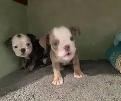 2 male and 3 female English bulldog puppies