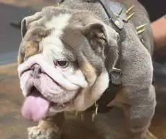 2 male and 3 female English bulldog puppies