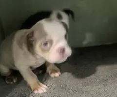 2 male and 3 female English bulldog puppies