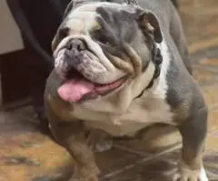 2 male and 3 female English bulldog puppies