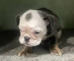 2 male and 3 female English bulldog puppies