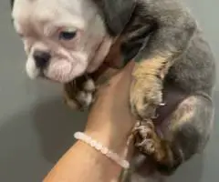 2 male and 3 female English bulldog puppies