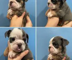 2 male and 3 female English bulldog puppies