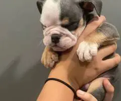 2 male and 3 female English bulldog puppies