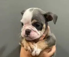 2 male and 3 female English bulldog puppies