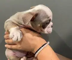2 male and 3 female English bulldog puppies