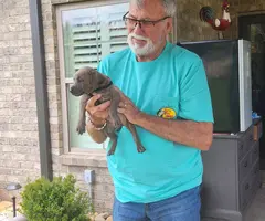 9 weeks old Silver Lab mix puppies