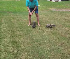 9 weeks old Silver Lab mix puppies