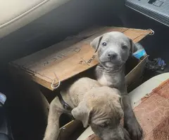 9 weeks old Silver Lab mix puppies