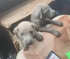 9 weeks old Silver Lab mix puppies
