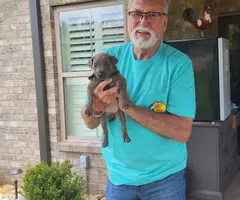 9 weeks old Silver Lab mix puppies in Greenville - Puppies for Sale Near Me