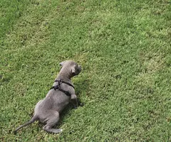9 weeks old Silver Lab mix puppies