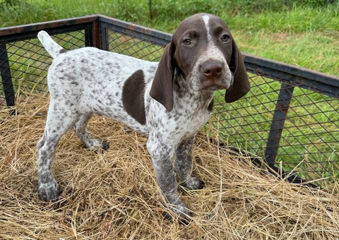 German shorthaired pointers