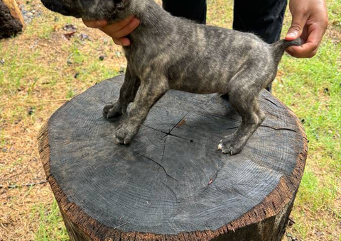 Cane corso mix puppies for sale