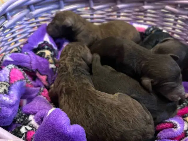 6 Golden doodle puppies for sale