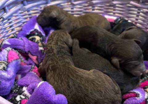 6 Golden doodle puppies for sale