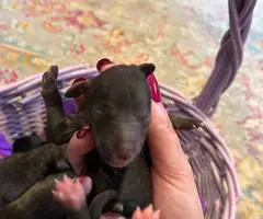 6 Golden doodle puppies for sale