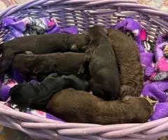 6 Golden doodle puppies for sale