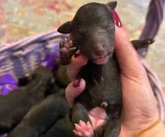 6 Golden doodle puppies for sale