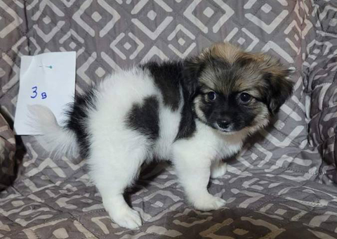 8 Shiranian puppies for sale