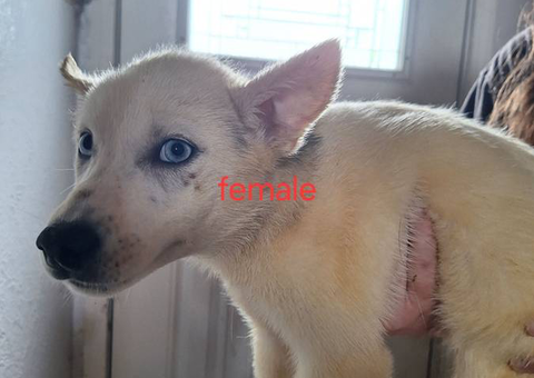 11 weeks old Husky puppies for sale