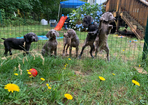 5 purebred Weimaraner pups for sale