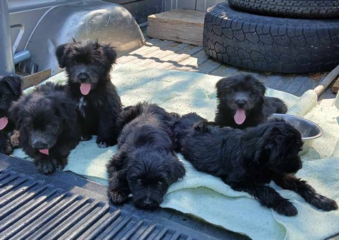 11 Idaho Shag puppies need a loving home
