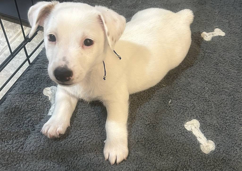 Small short legged Jack Russel puppies