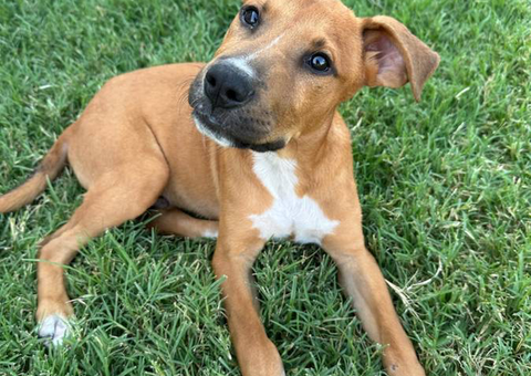 2 boy Rhodesian Ridgeback mix puppies