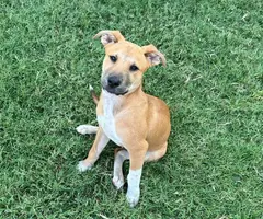 2 boy Rhodesian Ridgeback mix puppies