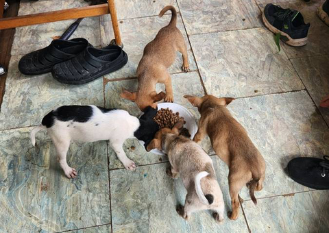 4 Mountain Feist puppies for adoption