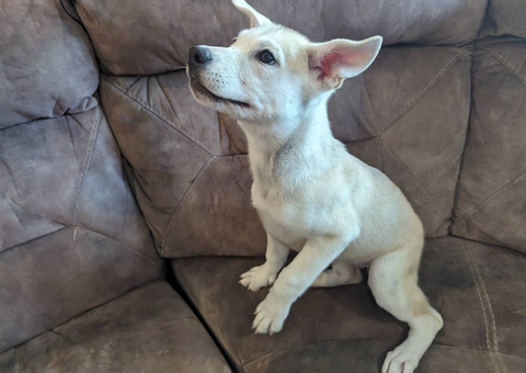 2 Pitsky puppies left