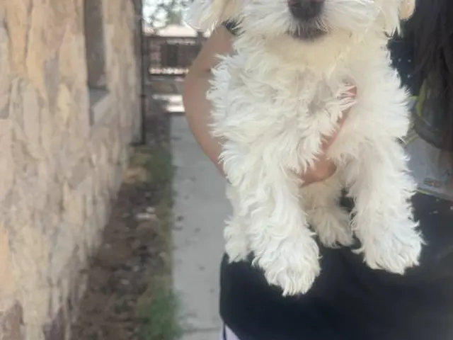 3 boy Morkie puppies needing new home