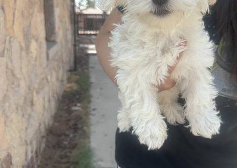 3 boy Morkie puppies needing new home