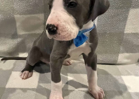 5 Great Dane puppies for sale