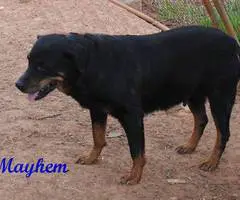 Purebred Rottweiler puppies