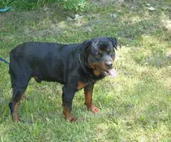 Purebred Rottweiler puppies