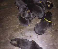 Purebred Rottweiler puppies