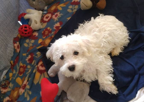 3 cute Maltipoo babies available