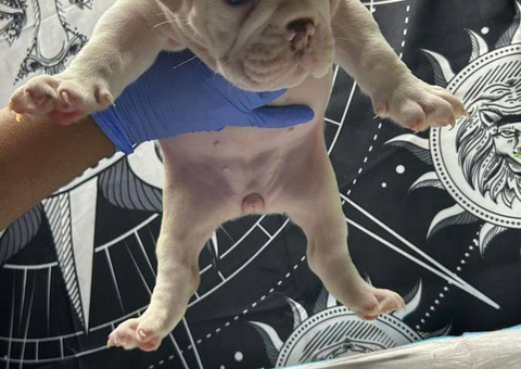 AKC registered English Bulldog puppies for sale