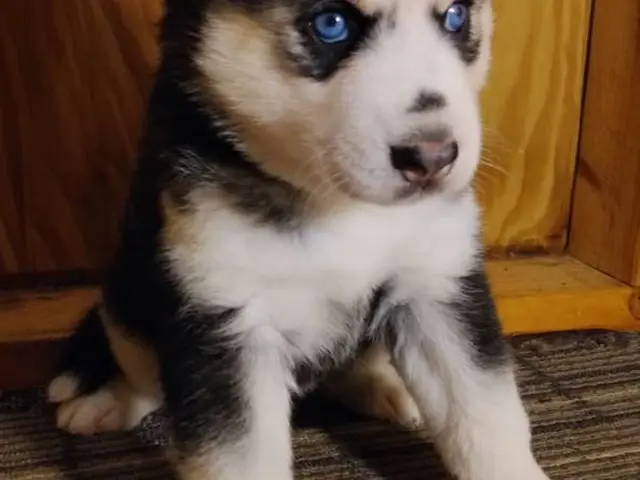 Black and white female husky puppy