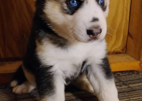 Black and white female husky puppy
