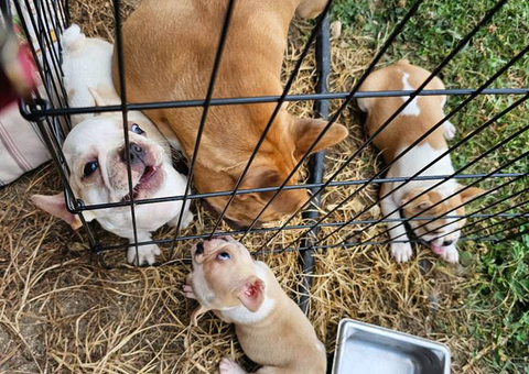 3 beautiful Frenchie puppies for sale